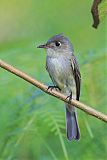 Cuban Pewee